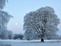 garbally moon